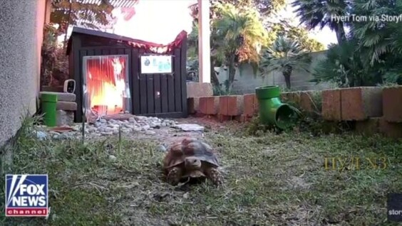 Черепаха спасается бегством
Черепаха спасается бегством