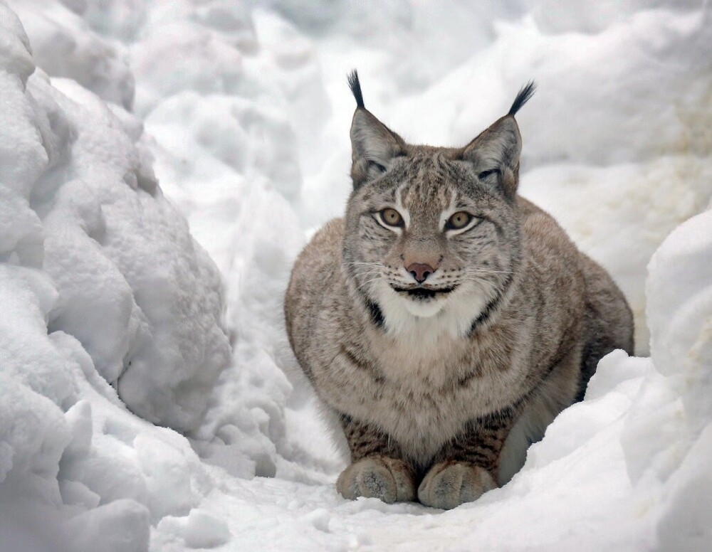 
        Мир&nbsp;животных-4    