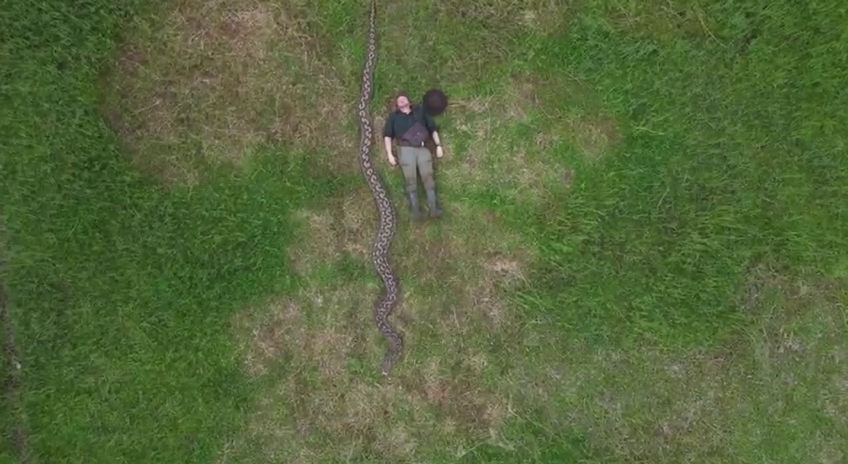 В Индонезии нашли рекордного сетчатого питона длиной 7,2 метра
В Индонезии нашли рекордного сетчатого питона длиной 7,2 метра