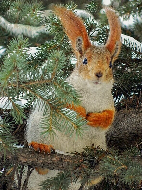 
        Мир&nbsp;животных-2    