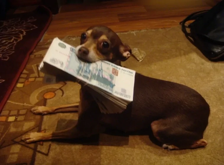 30 порций радости, которую пёсели способны подарить, просто делая свои собачьи дела
30 порций радости, которую пёсели способны подарить, просто делая свои собачьи дела