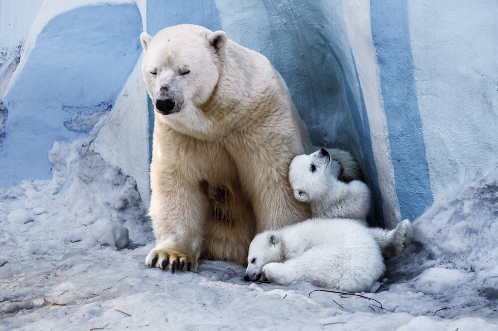 
        Мир&nbsp;животных-2    