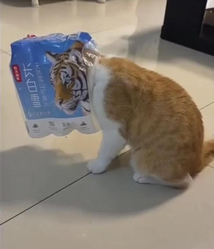 Перспектива любит и умеет нас мастерски троллить