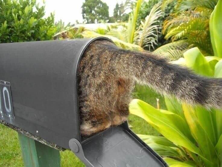 
        17&nbsp;фото, которые доказывают, что&nbsp;коты способны проникнуть куда угодно    