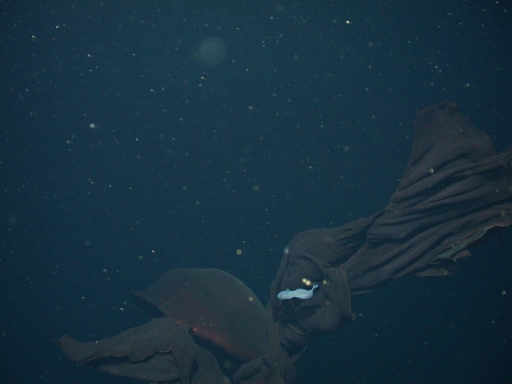 
        Медуза-фантом &mdash; 10-метровый призрак Мирового океана    