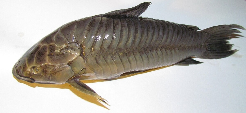 
        Панцирные сомы: рыбки в&nbsp;доспехах римского легионера    