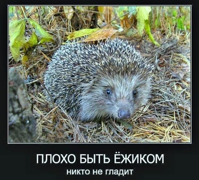 
			Демотиваторы №3784 (15 фото)