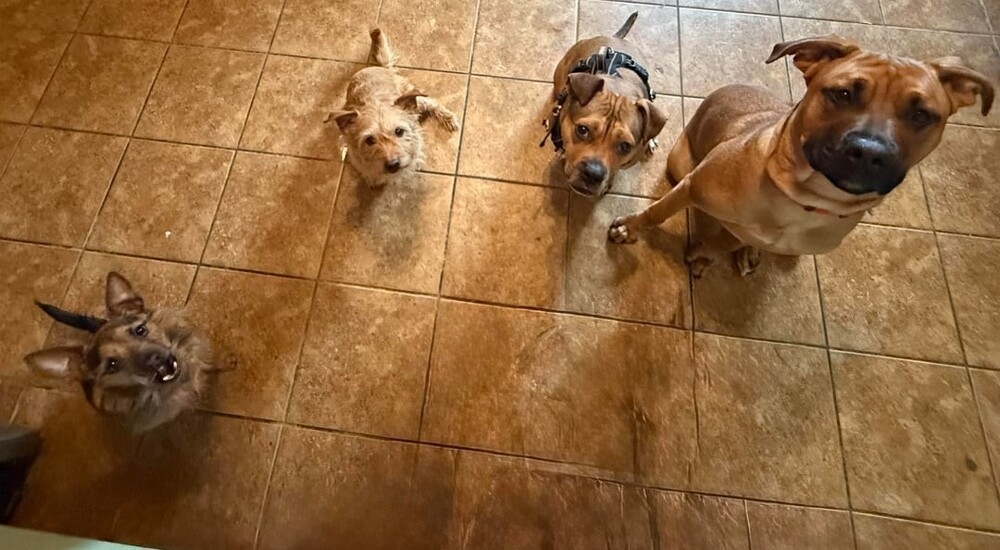 30 порций радости, которую пёсели способны подарить, просто делая свои собачьи дела
30 порций радости, которую пёсели способны подарить, просто делая свои собачьи дела