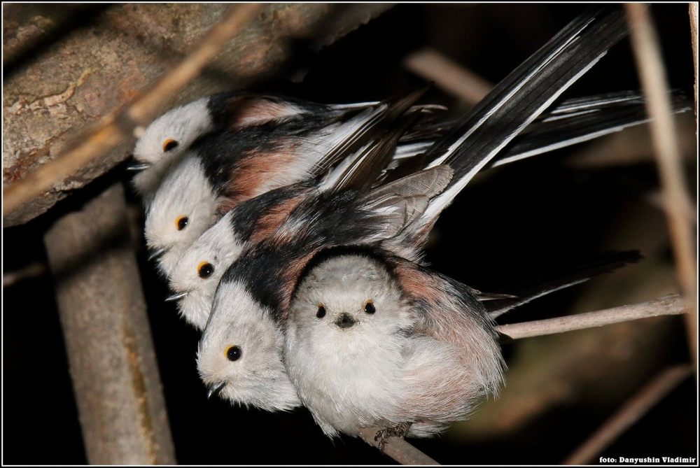 Ополовник: самая милая синица России
Ополовник: самая милая синица России