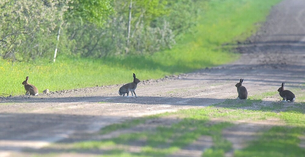 
        Мир&nbsp;животных-6    