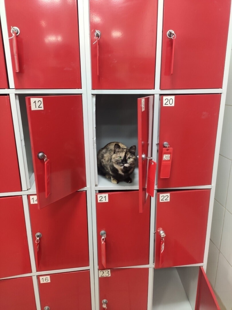 
        17&nbsp;фото, которые доказывают, что&nbsp;коты способны проникнуть куда угодно    