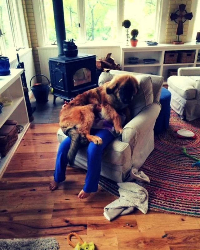 Смешные собаки, которым плевать на личное пространство (20 фото) Смешные собаки, которым плевать на личное пространство (20 фото)