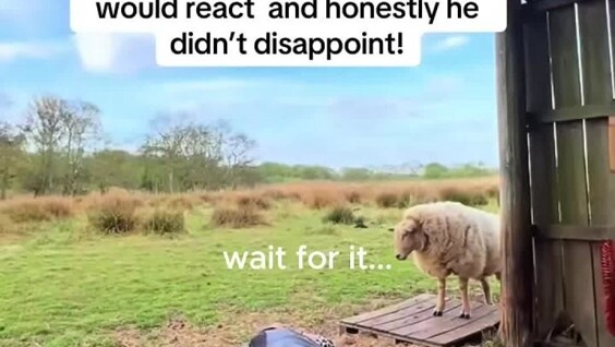 Видео-подборка: забавная реакция животных на обморок
Видео-подборка: забавная реакция животных на обморок