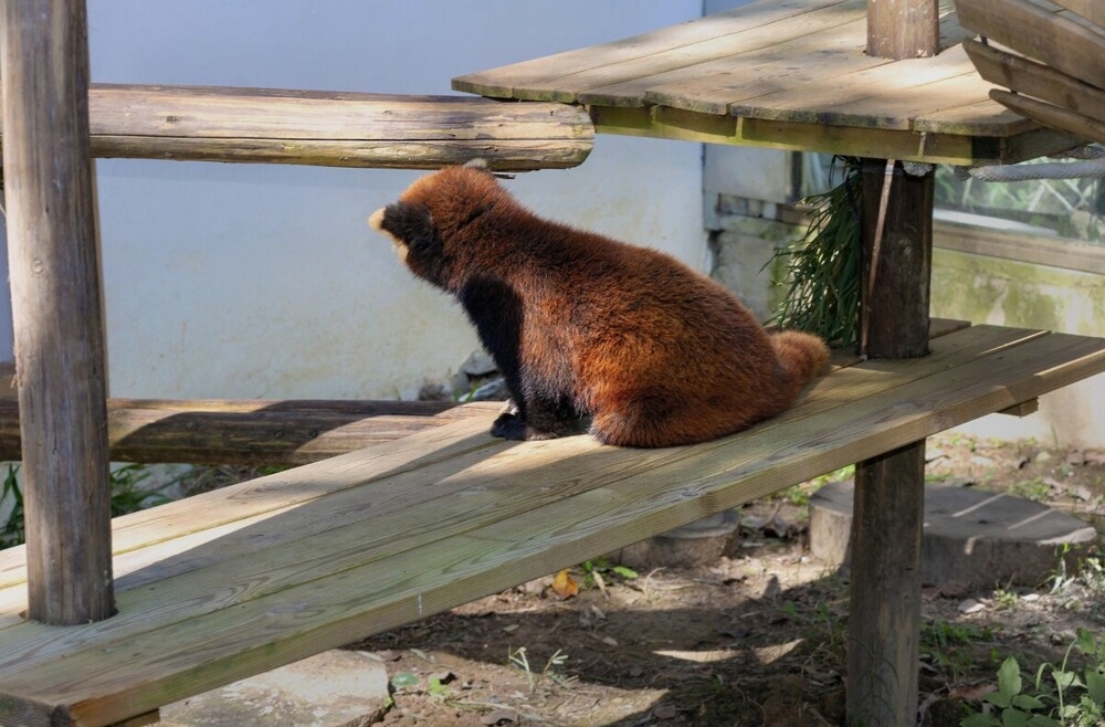 
        Мир&nbsp;животных-4    