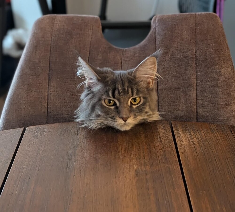 
        20&nbsp;снимков, на&nbsp;которых котики отжигают по&nbsp;полной    