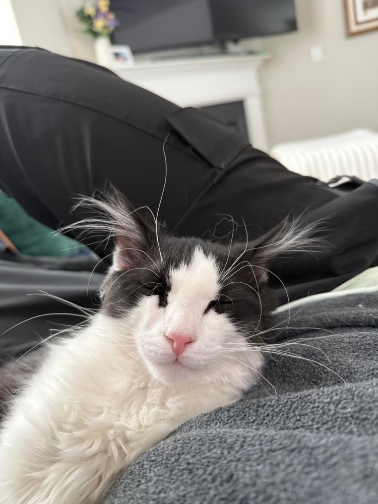 
        20&nbsp;снимков, на&nbsp;которых котики отжигают по&nbsp;полной    