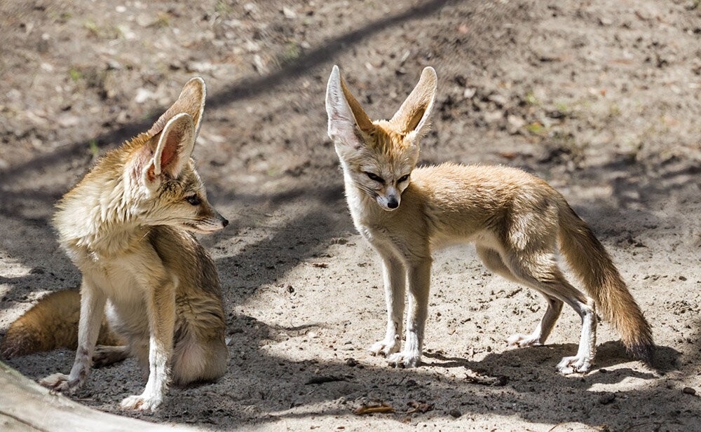 
        Мир&nbsp;животных-4    