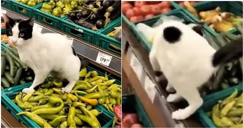 
        В&nbsp;овощном отделе магазина кошка справила нужду прямо на&nbsp;перцы    