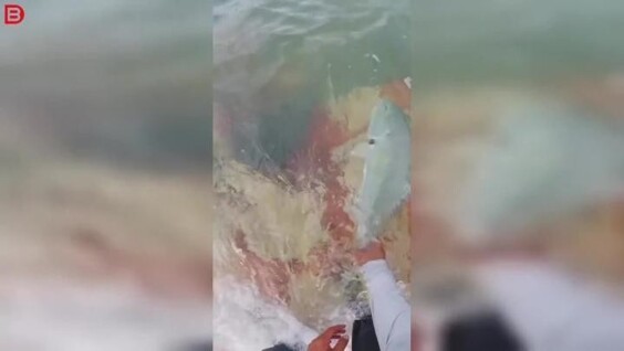 
        Рыбак хотел отпустить улов, но&nbsp;всё&nbsp;пошло не&nbsp;по&nbsp;плану    