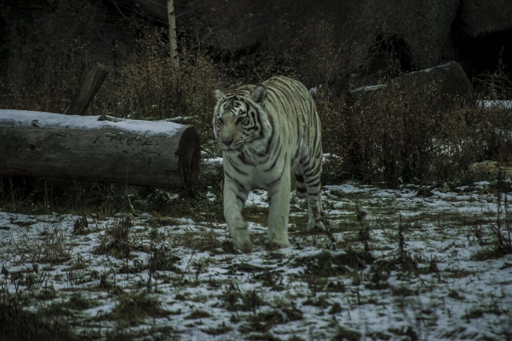
        Мир&nbsp;животных-1    