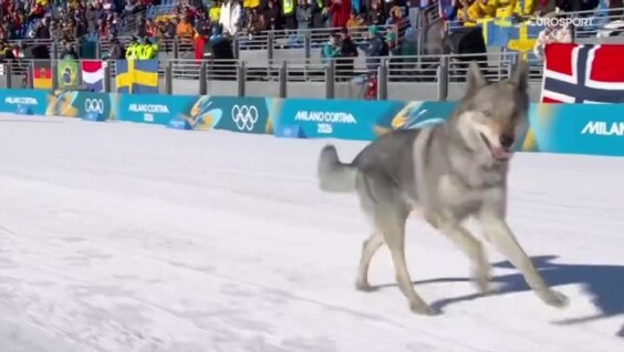 Собака ворвалась в командный спринт на Олимпиаде
Собака ворвалась в командный спринт на Олимпиаде