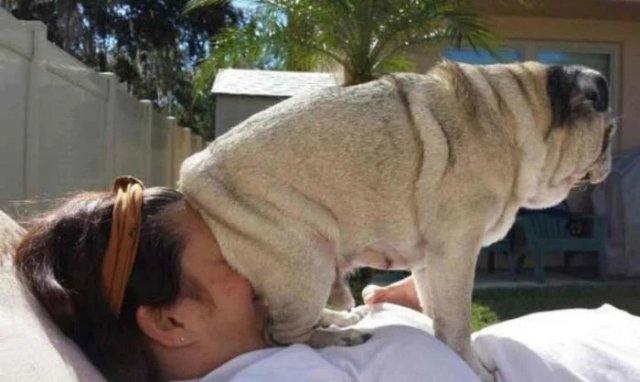 Смешные собаки, которым плевать на личное пространство (20 фото) Смешные собаки, которым плевать на личное пространство (20 фото)