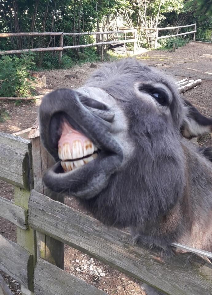 
        25&nbsp;обаятельных симпатяг, селфи которых явно лучше наших    