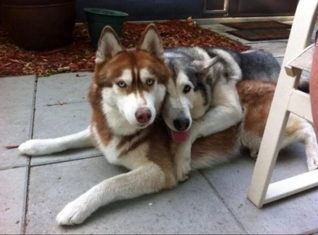 Животные, которым плевать на ваше личное пространство (20 фото)