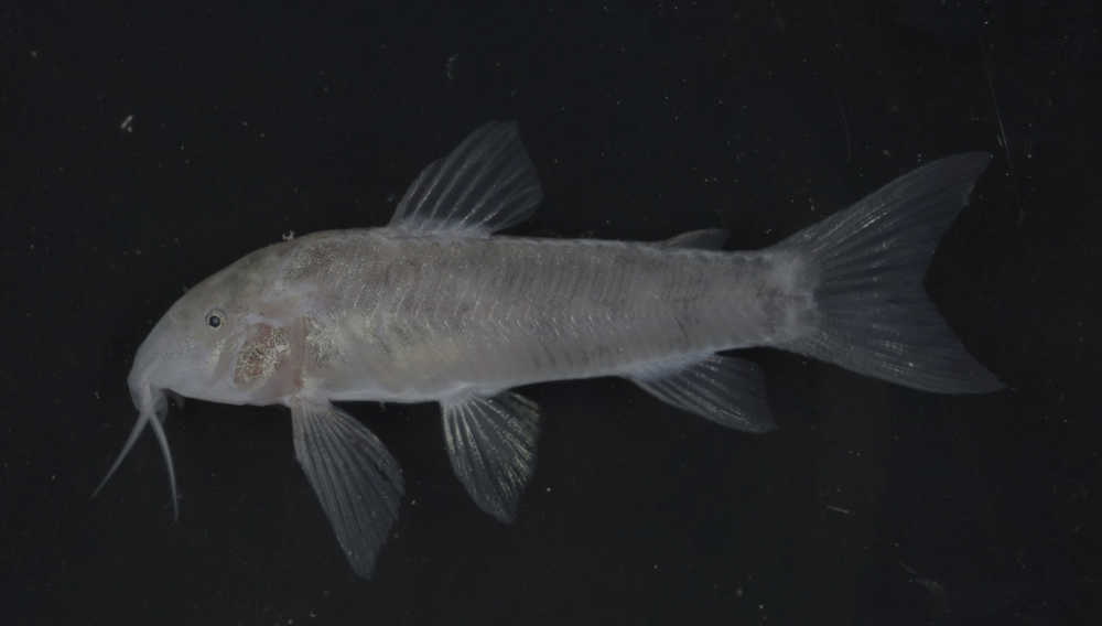 
        Панцирные сомы: рыбки в&nbsp;доспехах римского легионера    