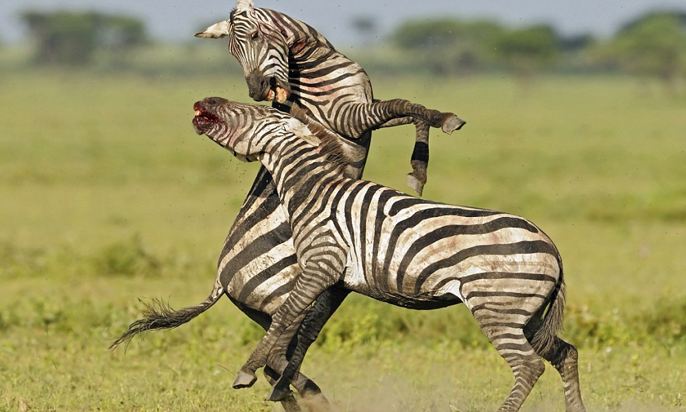 
        Зебры: не&nbsp;бегут от&nbsp;льва, а&nbsp;дают бой!    