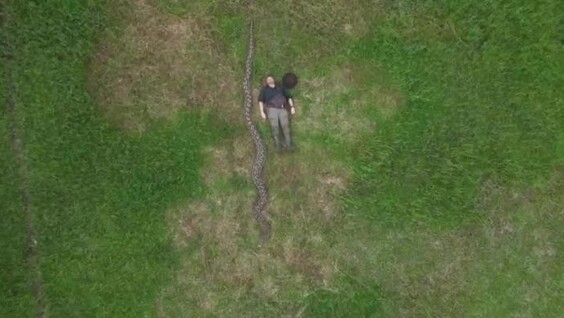 В Индонезии нашли рекордного сетчатого питона длиной 7,2 метра
В Индонезии нашли рекордного сетчатого питона длиной 7,2 метра