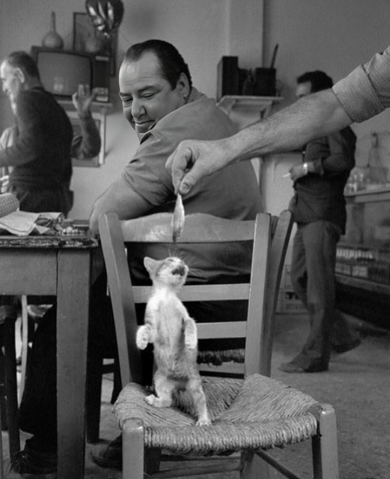 23 крупных плана уличных котов, которые доказывают, что пушистые главные на районе и в жизни
23 крупных плана уличных котов, которые доказывают, что пушистые главные на районе и в жизни