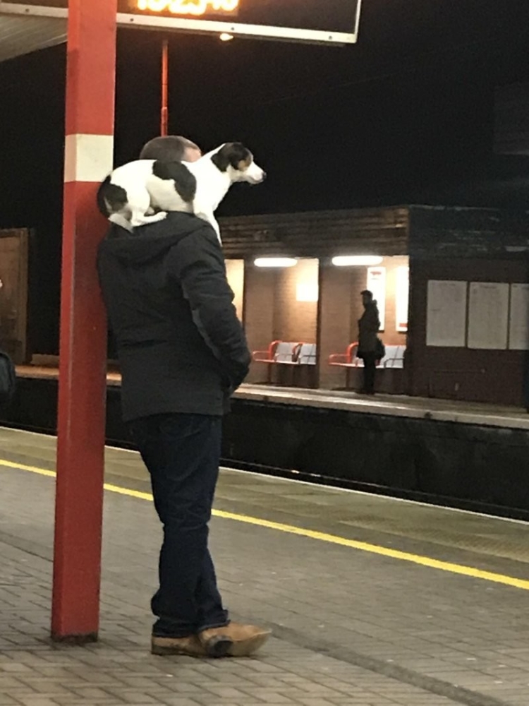 
        24&nbsp;примера милоты, дарящей позитив и&nbsp;чистое тихое счастье    