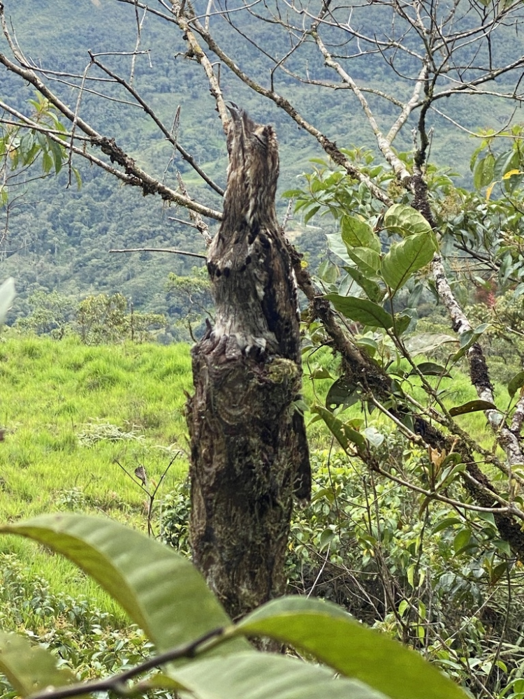 Исполинский козодой: сначала он пугает до мурашек, потом в него влюбляешься
Исполинский козодой: сначала он пугает до мурашек, потом в него влюбляешься