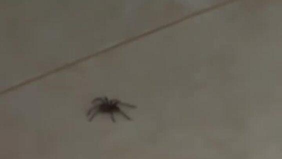 
        Совет арахнофобам    