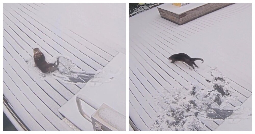 
        Выдры радуются зиме и&nbsp;снегу    