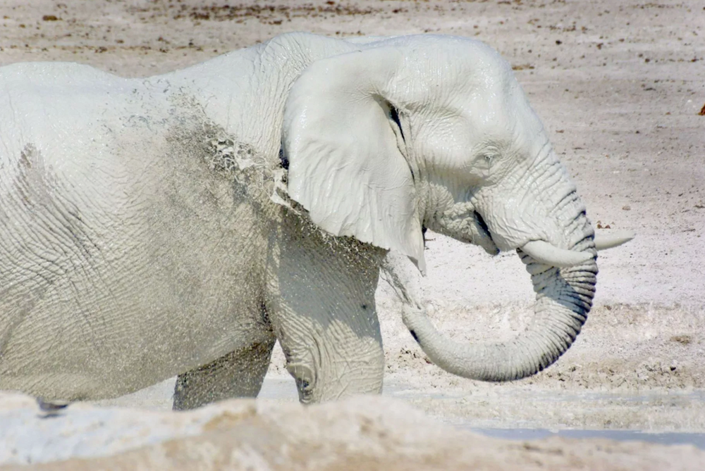 
        Слоны-призраки: белоснежные, странные и&nbsp;очень редкие    