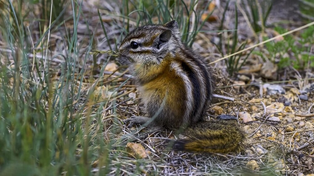 
        Мир&nbsp;животных-2    