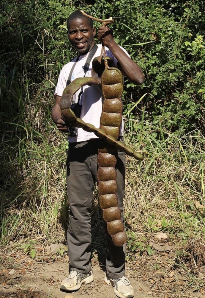 
        Реальные предметы и&nbsp;живых существ, впечатляющих своими огромными размерами    