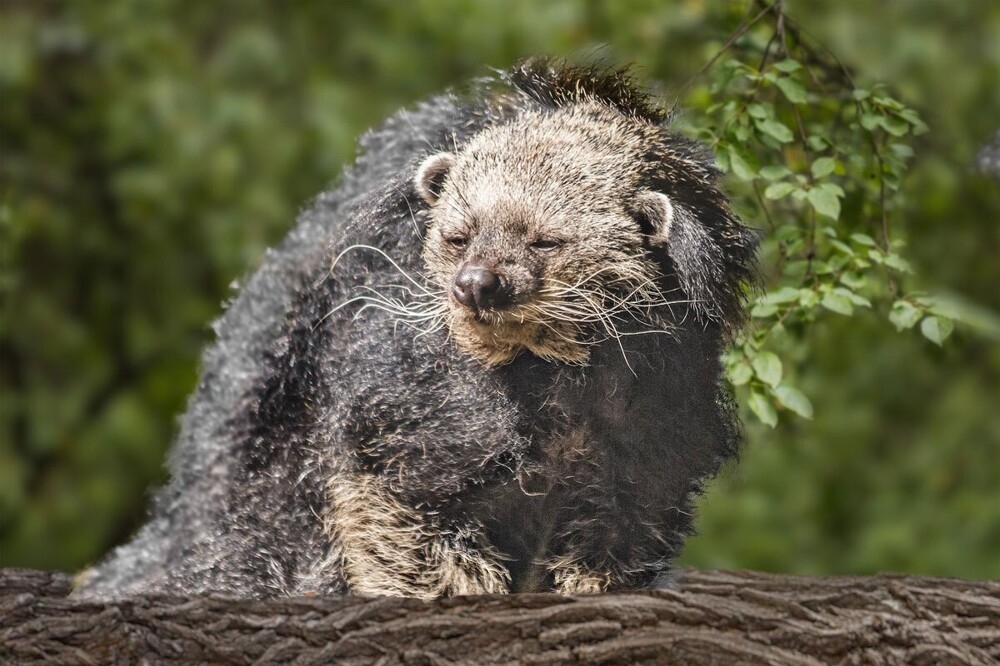 
        Мир&nbsp;животных-2    