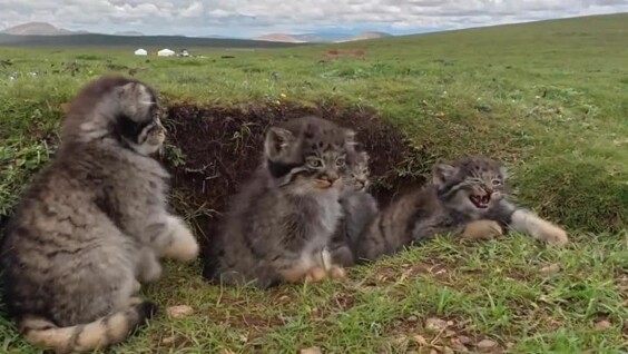 
        Семейство манулов в&nbsp;степях Китая    