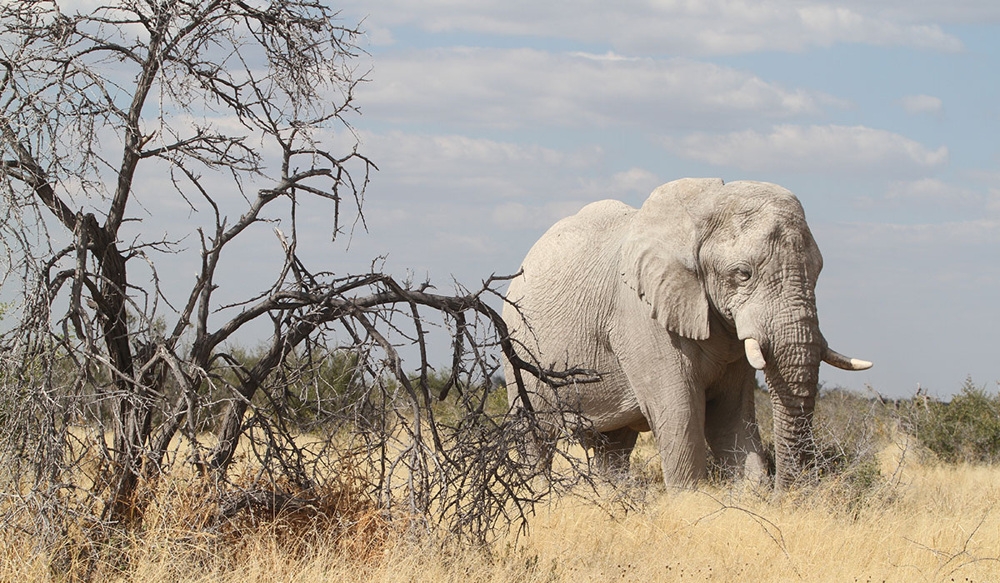 
        Слоны-призраки: белоснежные, странные и&nbsp;очень редкие    