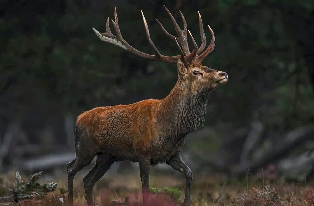 
        Мир&nbsp;животных-1    