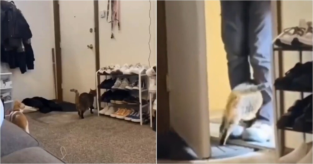 
        Когда хозяин слишком хорошо знает привычки своего кота    