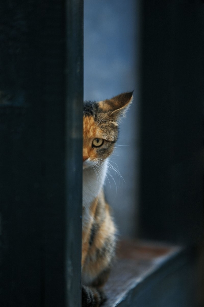 23 крупных плана уличных котов, которые доказывают, что пушистые главные на районе и в жизни
23 крупных плана уличных котов, которые доказывают, что пушистые главные на районе и в жизни