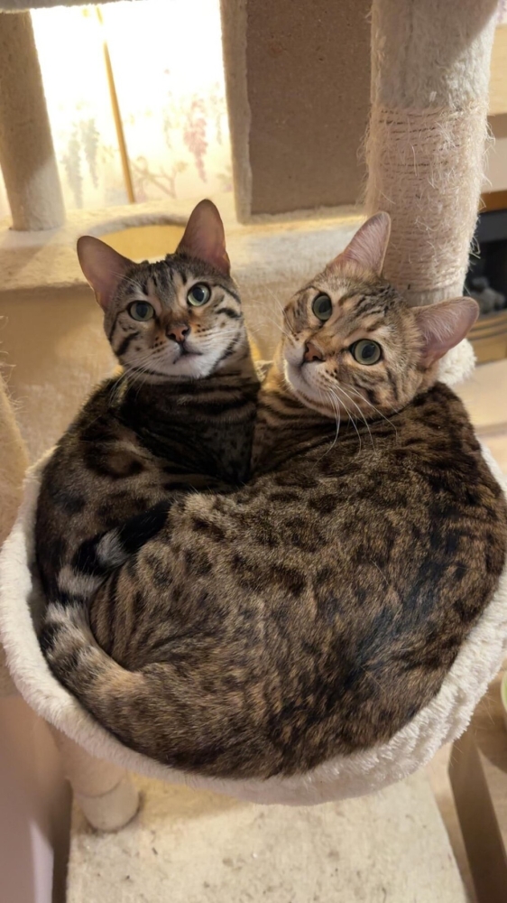 
        20&nbsp;снимков, на&nbsp;которых котики отжигают по&nbsp;полной    