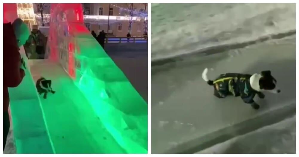 
        Пёс&nbsp;любит кататься с&nbsp;горки    