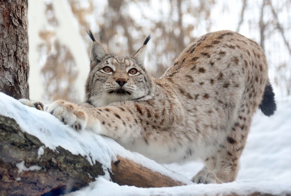 
        Мир&nbsp;животных-4    