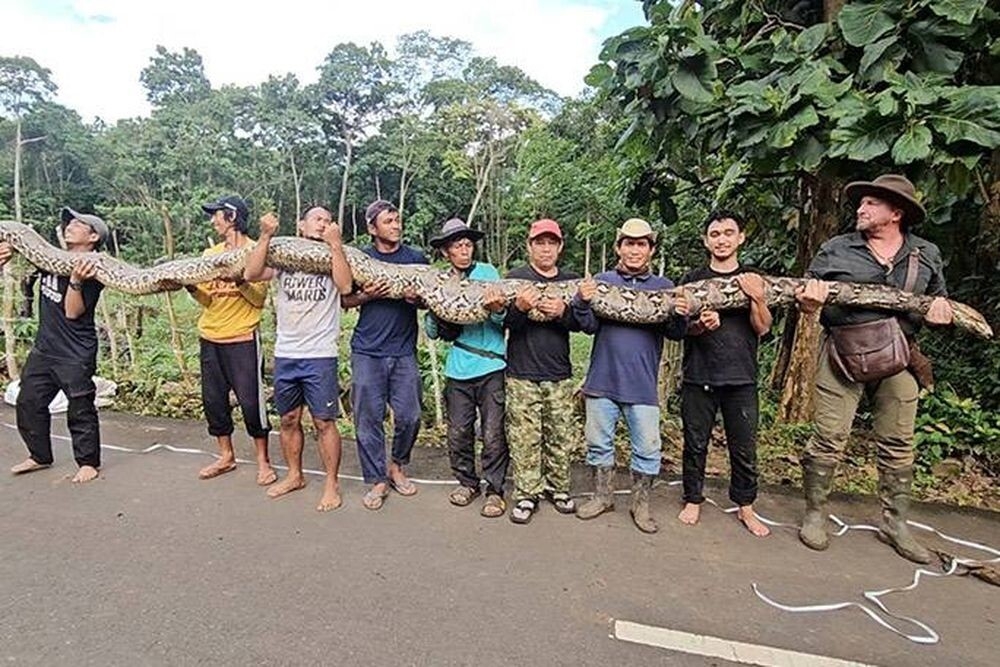 
        Самка питона из&nbsp;Индонезии стала самой длинной змеей в&nbsp;мире    