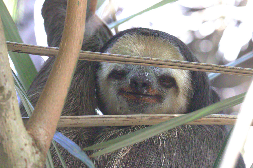 
        Трёхпалый ленивец: вы&nbsp;удивитесь, как&nbsp;много жизни копошится внутри его&nbsp;шерсти    